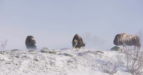 Three Musk Oxes walking in Dovre mountains in the cold snow blizzard at winter