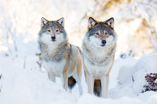 Two wolves in cold winter forest