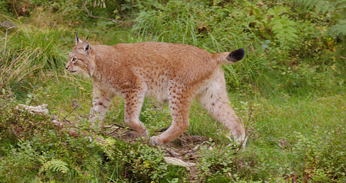 European lynx walking in the forest a summer evening