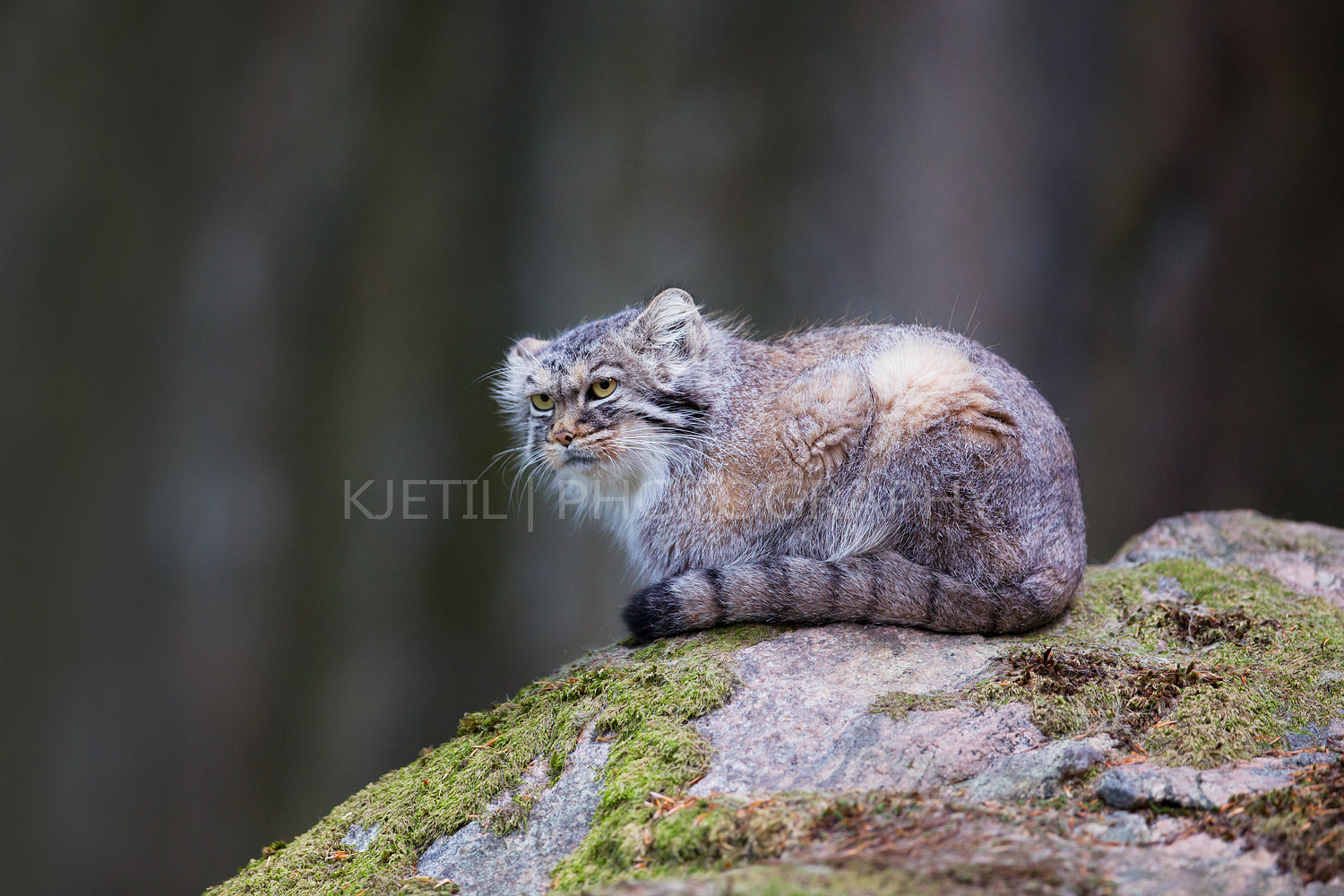 Pallas cat observes