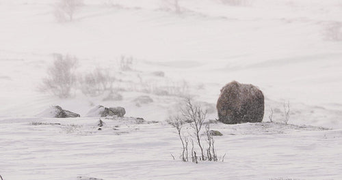 Musk Ox in the cold snow blizzard in Dovre mountains at winter