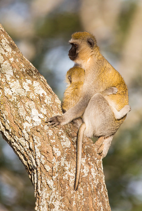 Vervet monkey mother holding her infant tight