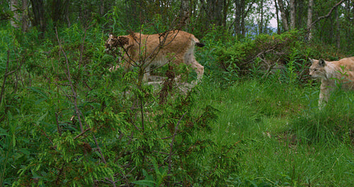 Camera follows two european lynx walking in the forest