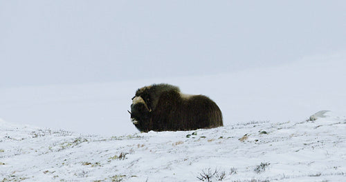 Musk ox in snowy Dovre landscape, serene Scandinavian winter scene