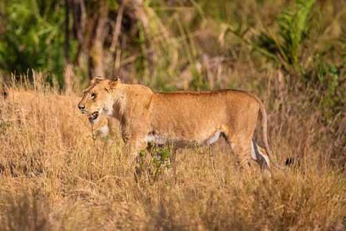 Majestic Lioness Roaming Wild on African Safari