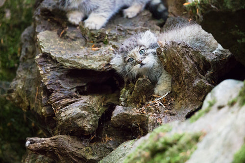 Pallas cat kitten playing