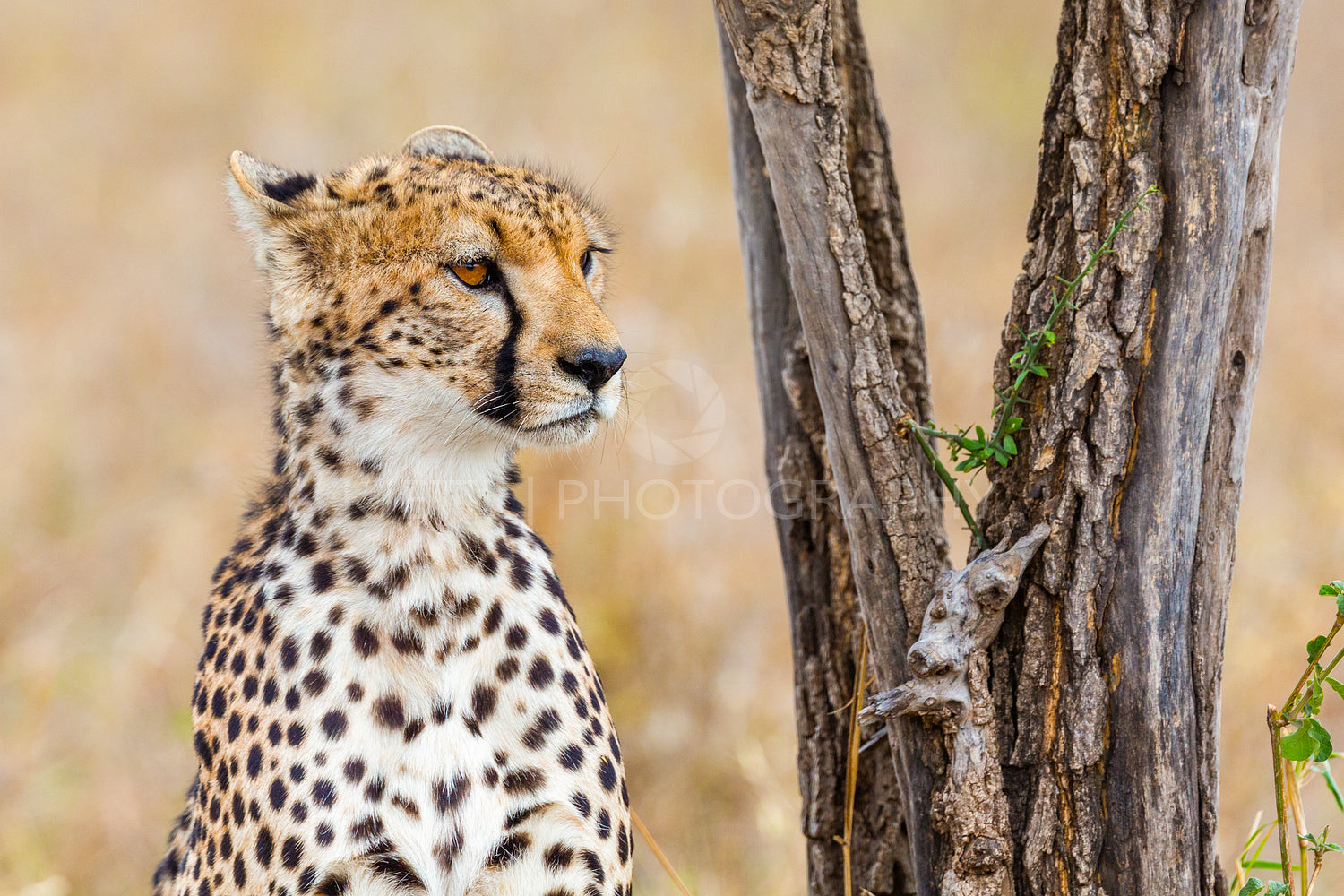 Cheetah resting near a tree in the Serengeti wildlife landscape