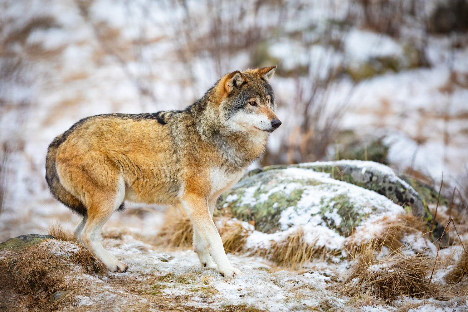 One scared wolf in the forest in early winter