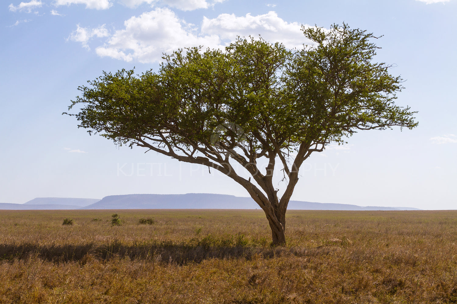 Leopard rests in a tree