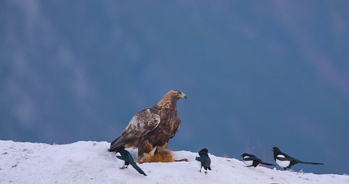 Majestic golden eagle in a snowy winter landscape with fjords