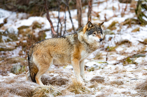 Lonely male wolf standing in the forest looking for enemies