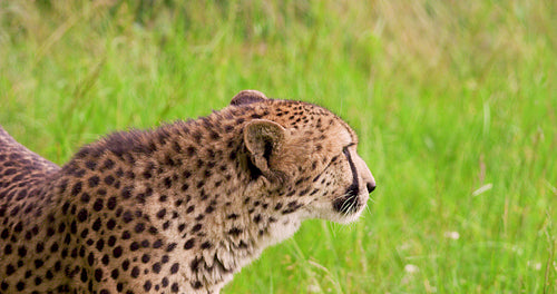 Cheetah on grassy field in forest