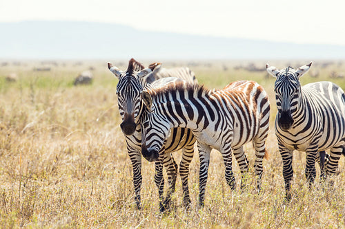 Zebra friends in Serengeti Tanzania