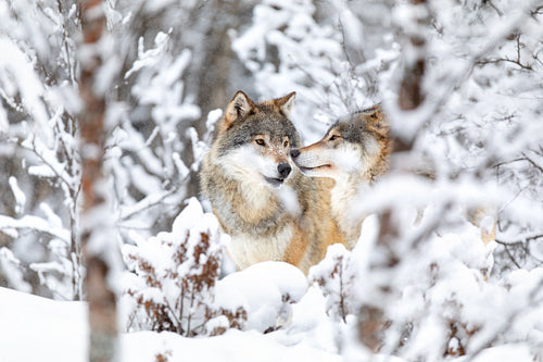 Two beautiful wolves in the forest a snowy day at winter