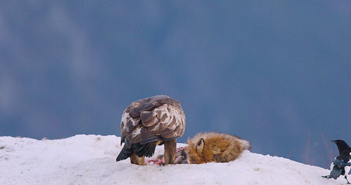 Golden eagle and fox in a winter landscape over the fjords of Telemark in Norway