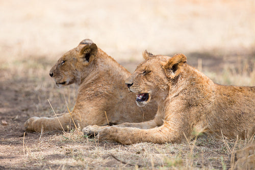 Two lions rests in the shadow