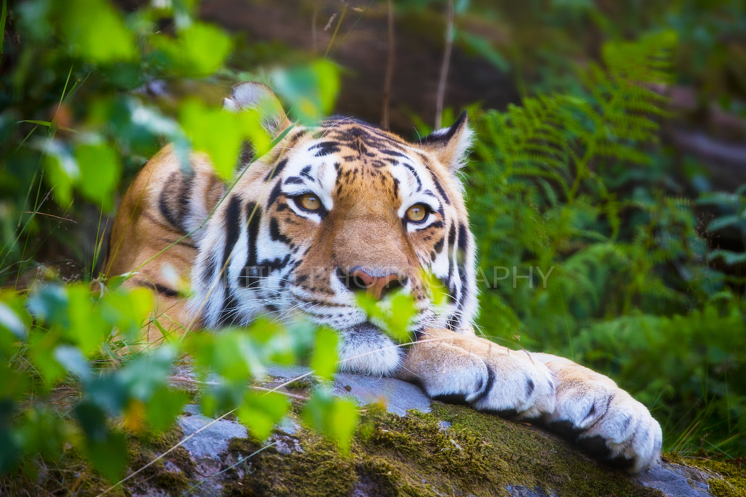 Amur tiger resting in the forest