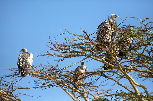 Vultures in Africa