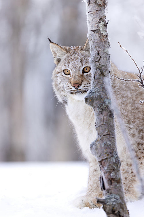 Eurasian lynx peeking from behind a tree in snowy forest