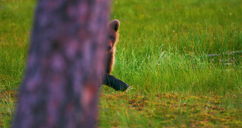 Young and playful brown bear cub running free in a swamp