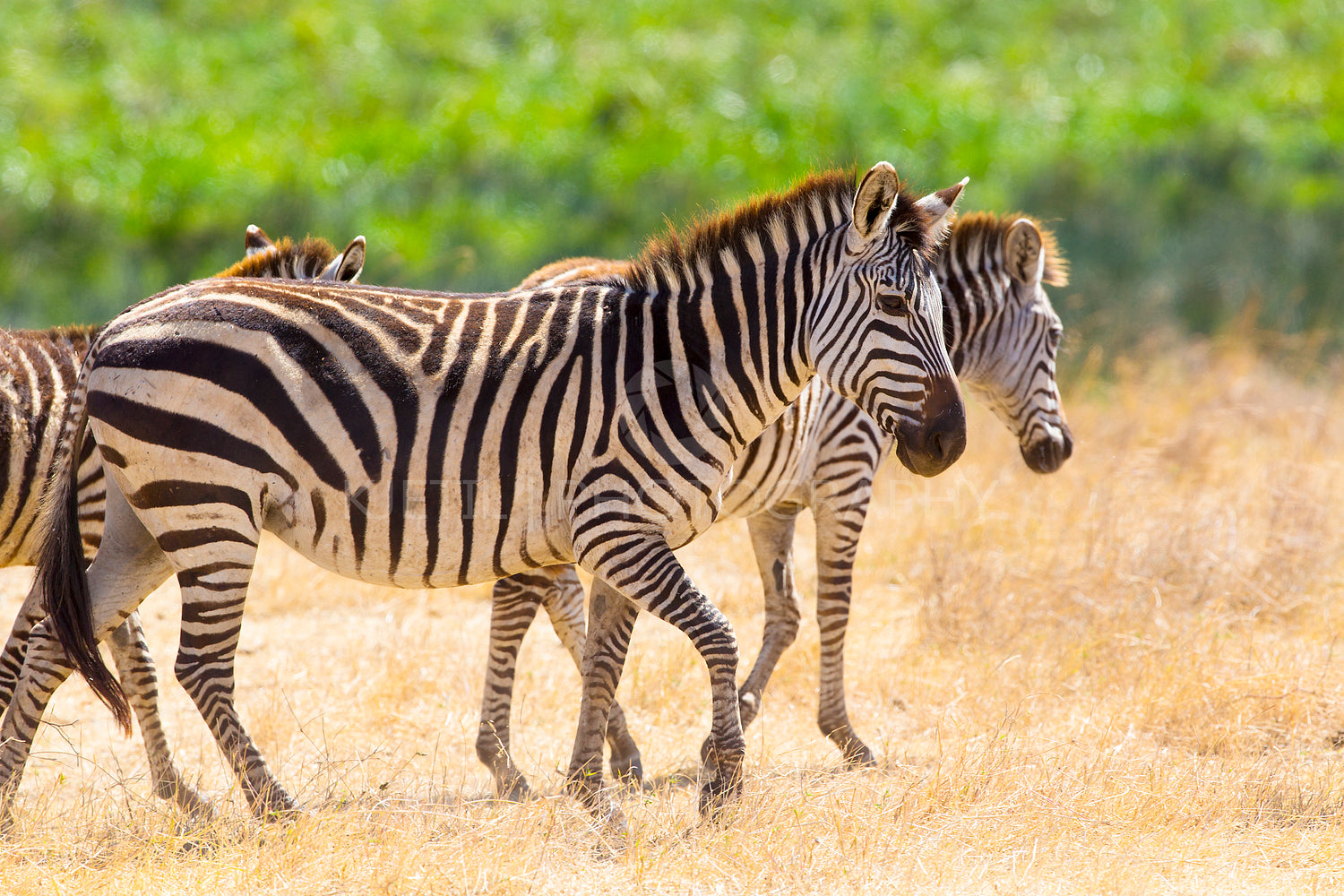 Beautiful zebras walking at the vast plains in Africa