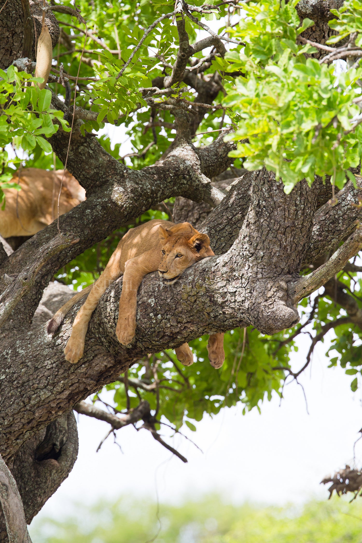 Lions in tree in Serengeti