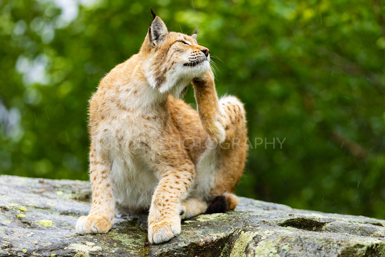 Lynx scratching itself while sitting on a rocky surface in a lush green forest