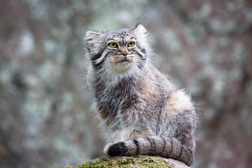 Pallas cat