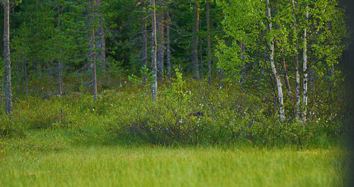 Wild wolverine walking free in the forest searching for food