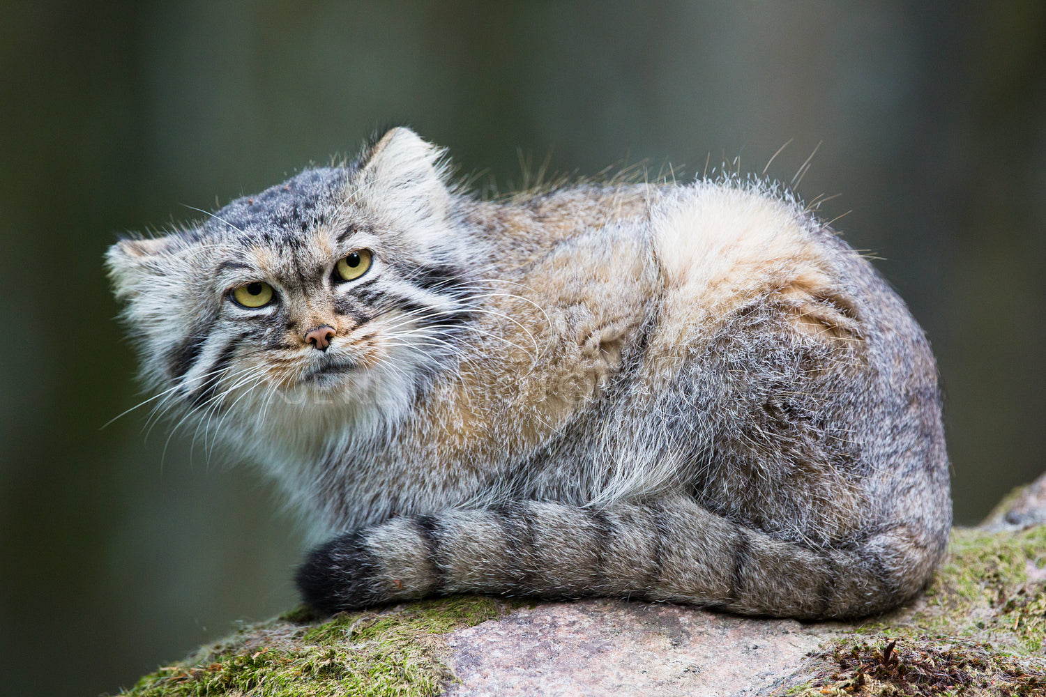 Pallas cat