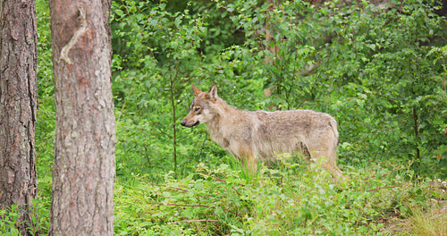 Lonely wild grey wolf looking after enemies in the forest