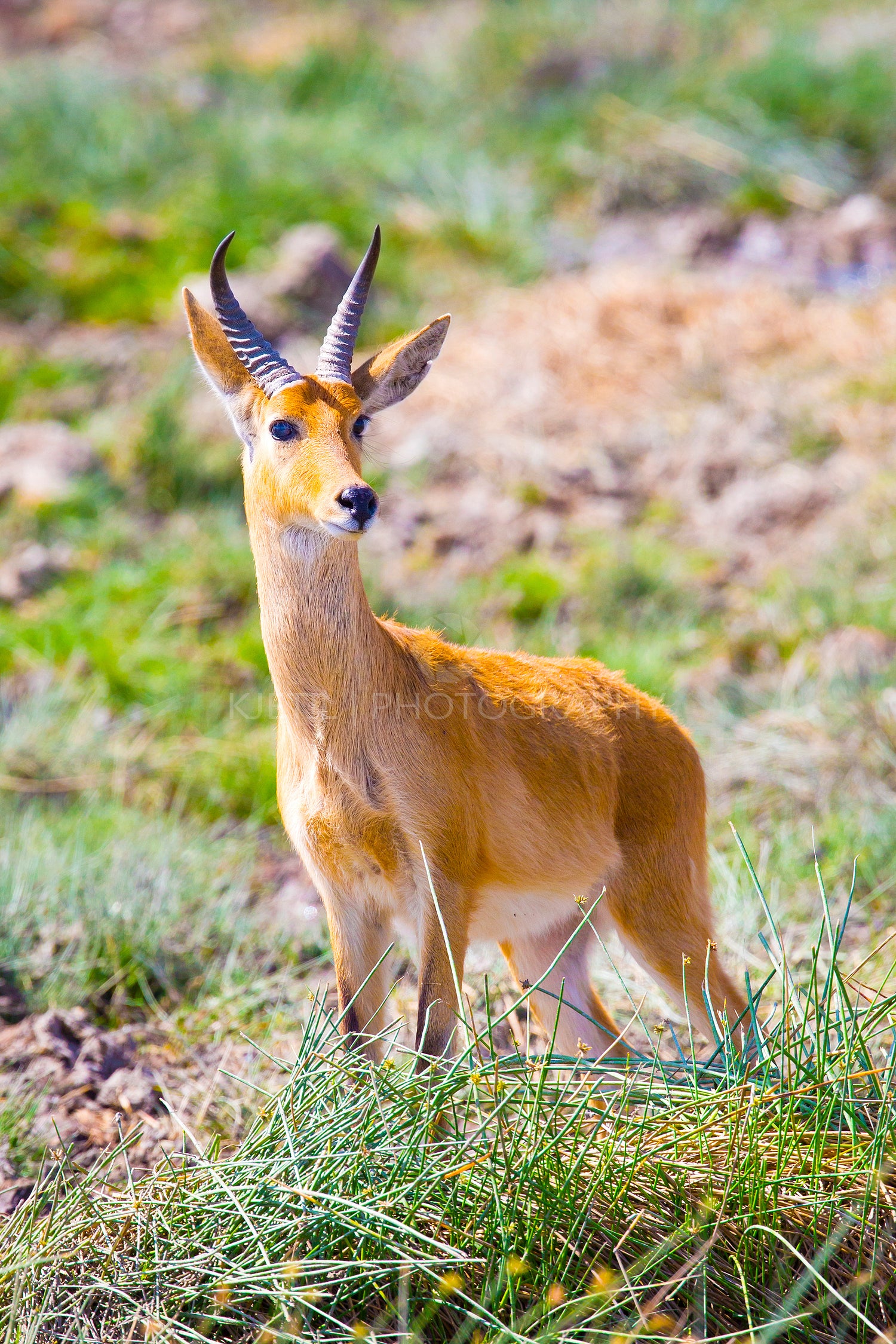 Male impala stands at the savannah of Serengeti in Africa