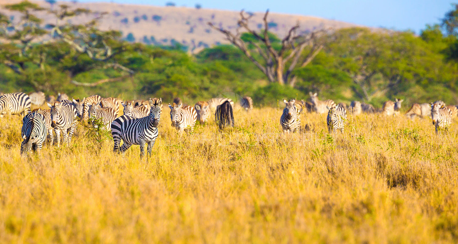 Large herd of zebras eating grass in Serengeti Africa