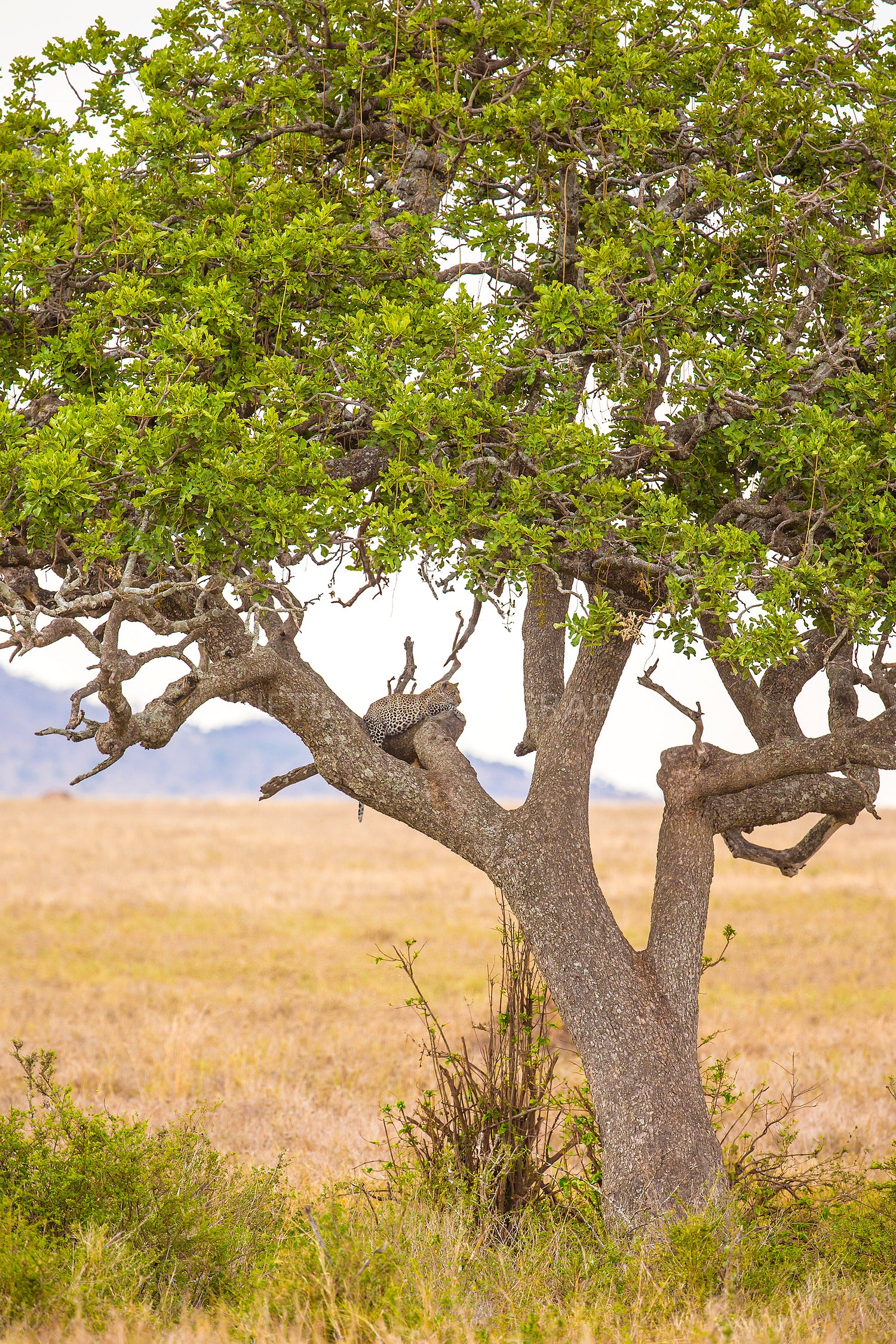 Leopard rests in tree after meal