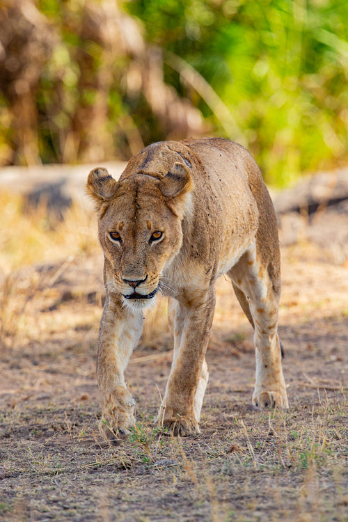 Dangrous looking lion walking towards the camera