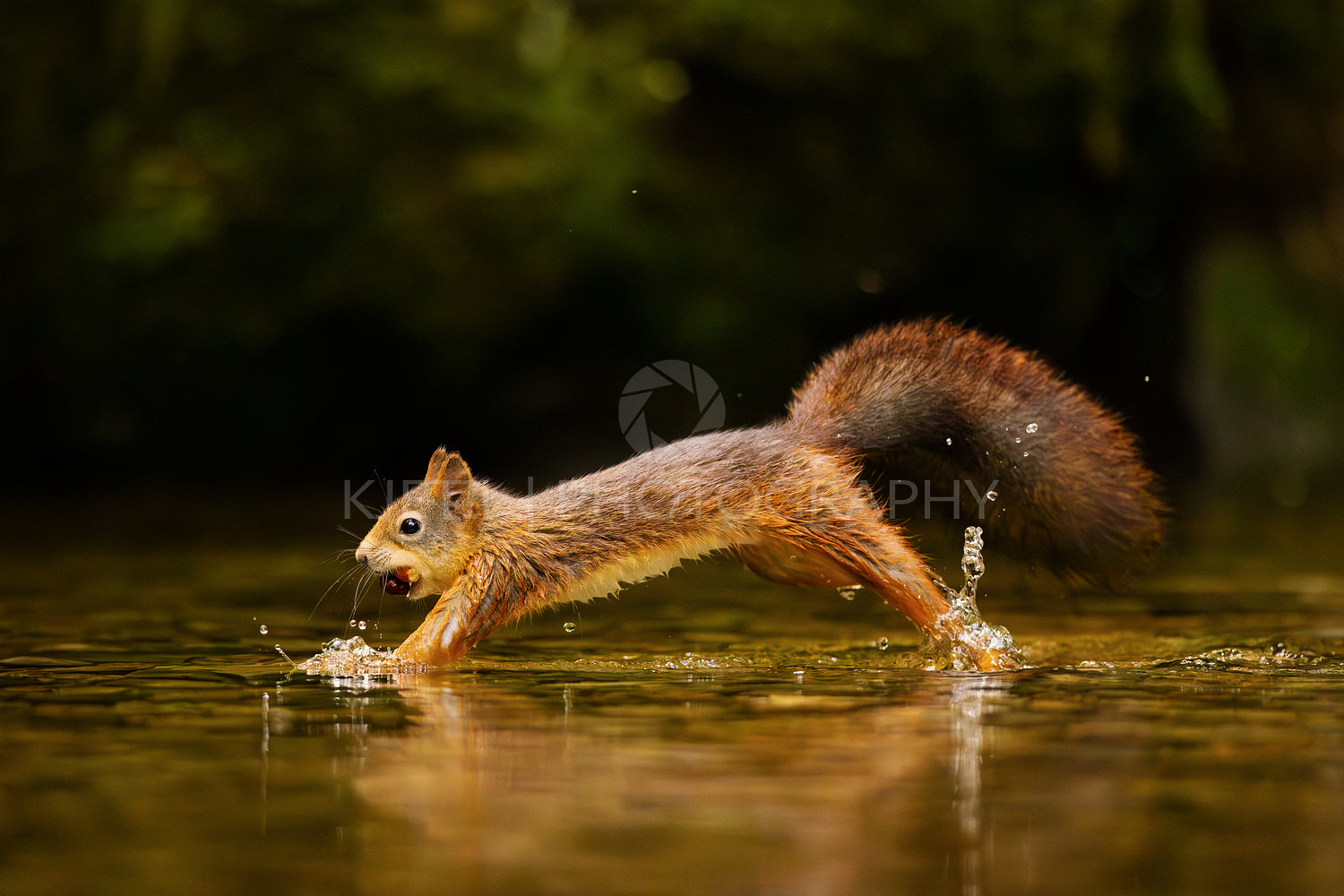 A wild red squirrel with nuts in the mouth jumps in the water.