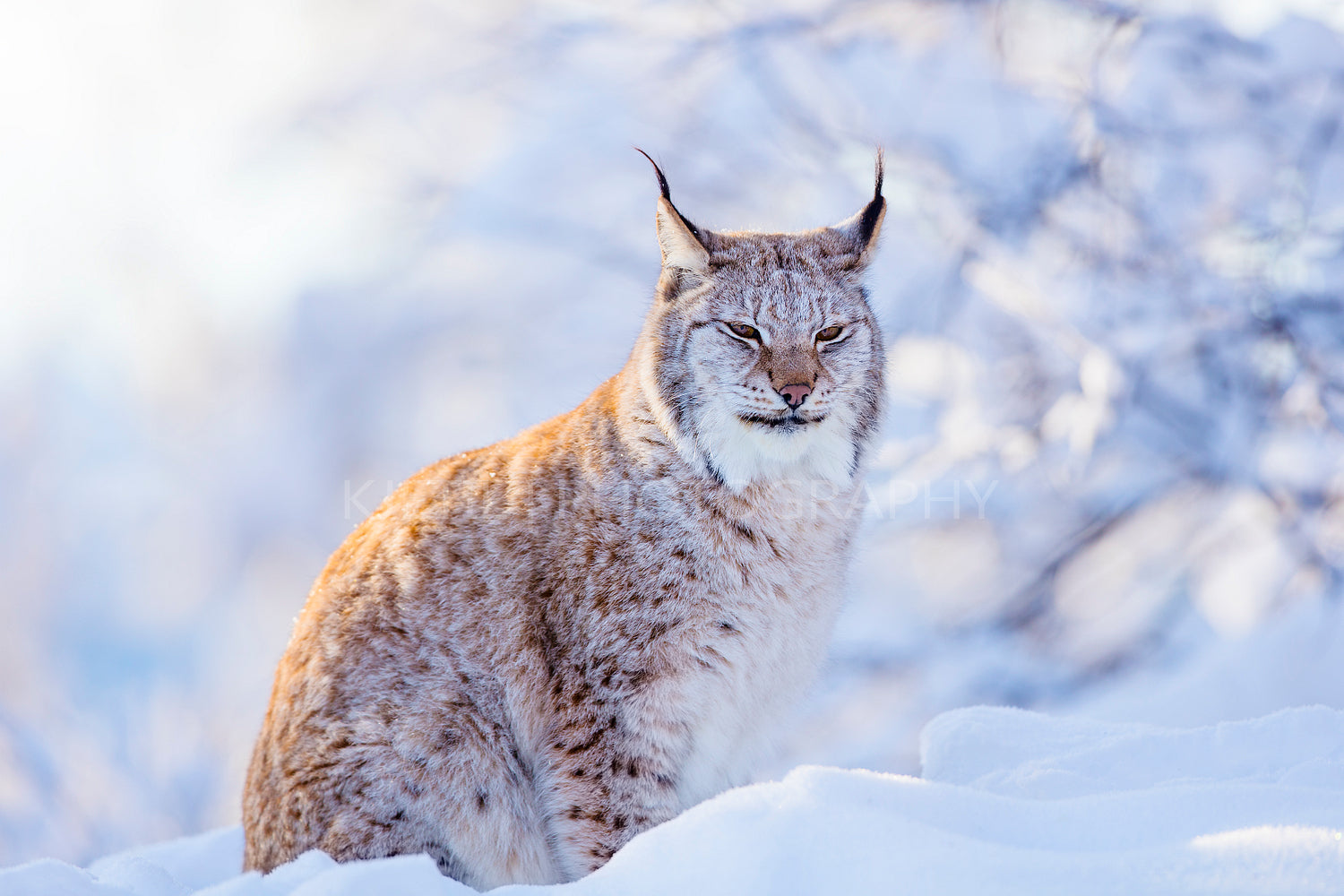 Close-up of proud lynx cat in the winter sunset