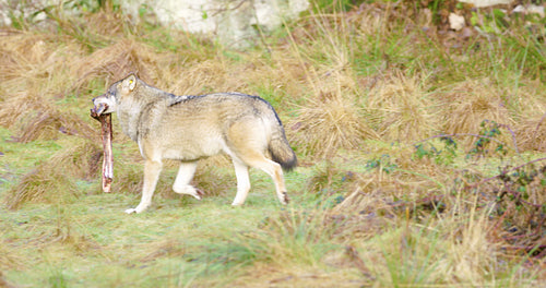 Wolf running away with piece of meat in the forest