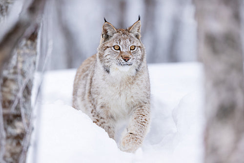 Majestic lynx walking through snowy Scandinavian winter landscape