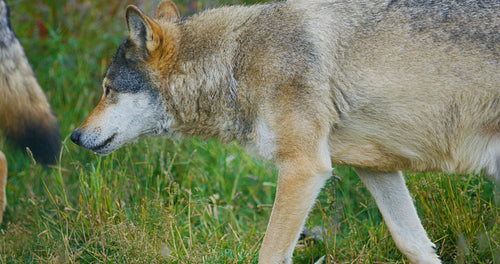 Two large beautiful male wolves in a pack in the forest