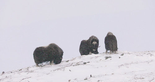 Three Musk Oxes in Dovre mountains in the cold snow blizzard at winter