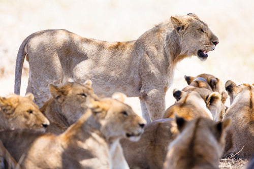 Pride of lions rests at the african savannah