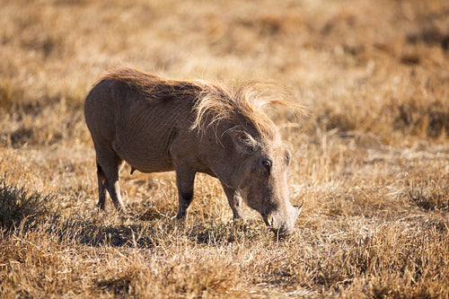 Wart Hog