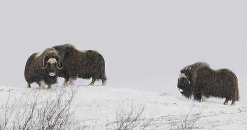 Three Musk Oxes in Dovre mountains in heavy snow blizzard at Dovre