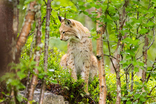 Wild Eurasian lynx in lush Scandinavian forest showcasing the natural beauty of Norwegian wildlife