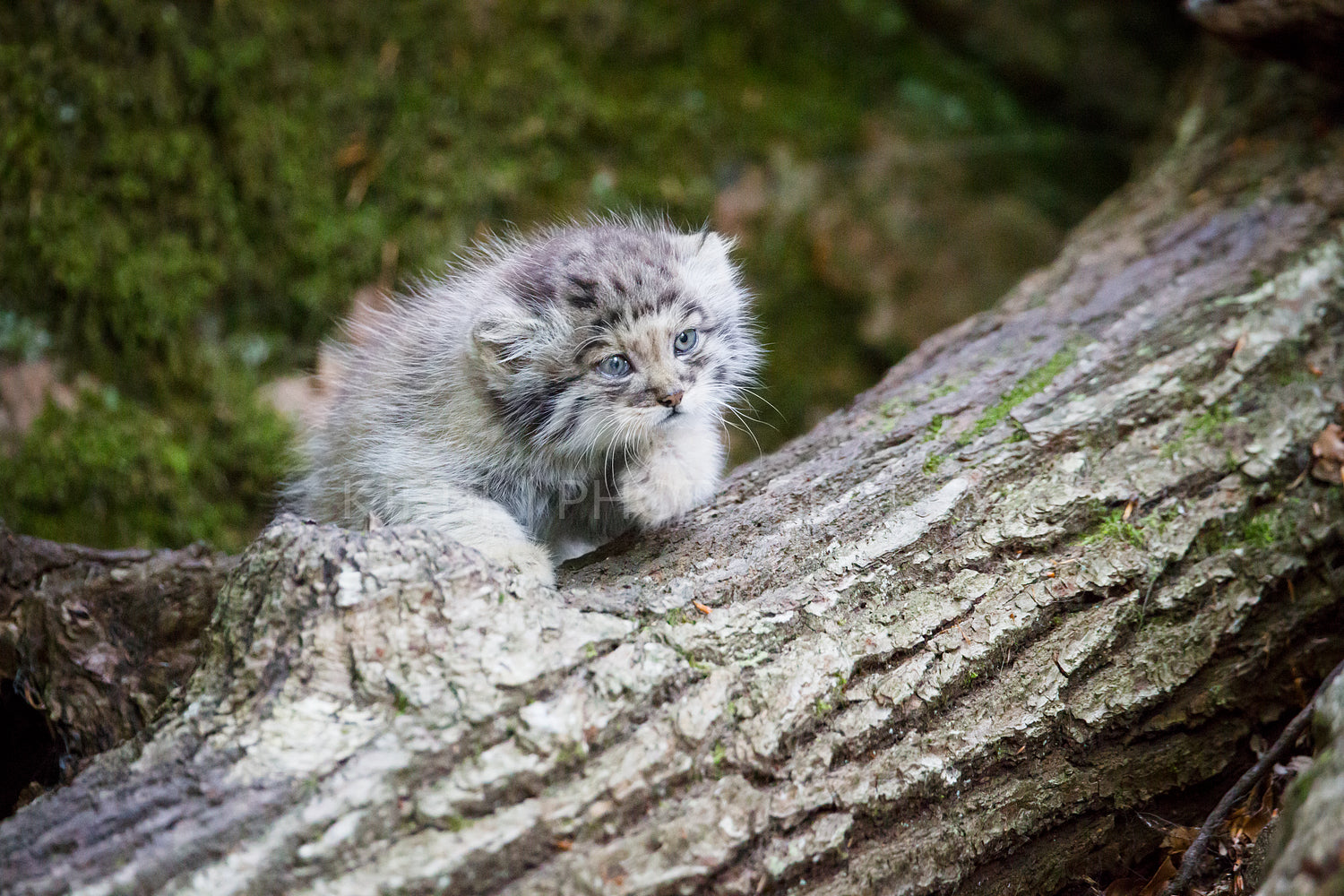 Cute pallas cat kitten playing