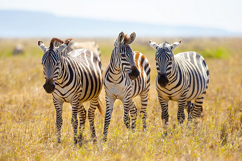 Three zebras walking in the wild savannah of Tanzania on a sunny day