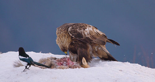 Golden eagle feeding on prey in snowy winter landscape of Telemark, Norway