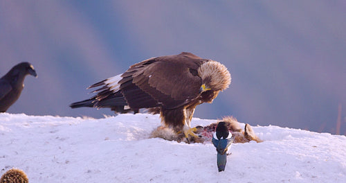 Golden eagle in a beautiful winter landscape with fjords in Telemark, Norway