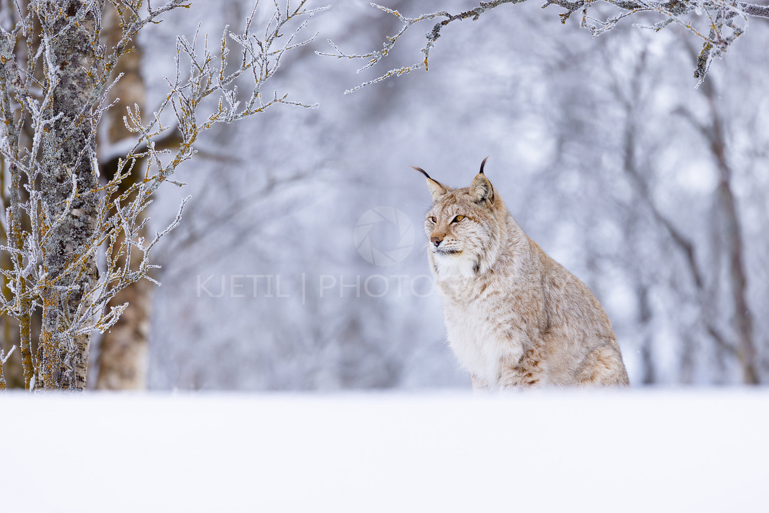 Majestic lynx in a snowy Scandinavian winter forest landscape